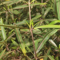 Barleria lupulina Lindl.